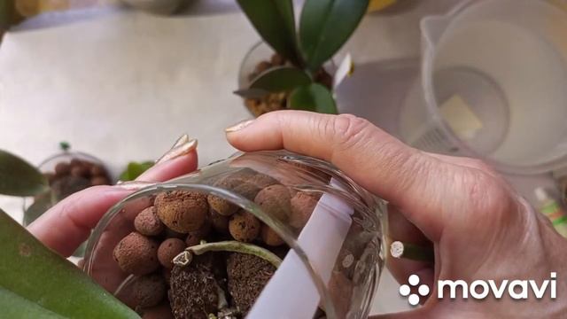 07.01.2024.КАК СЕБЯ ЧУВСТВУЮТ ОРХИДЕЙКИ ЖУЧКИ!!! ПРОШЛО ДВЕ НЕДЕЛИ!!! ОЧЕРЕДНОЙ ПОЛИВ!!! смотреть онлайн