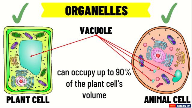 Comparing Plant Cell and Animal Cell SCIENCE 7 QUARTER 2 MODULE 3D WEEK 4 смотреть онлайн