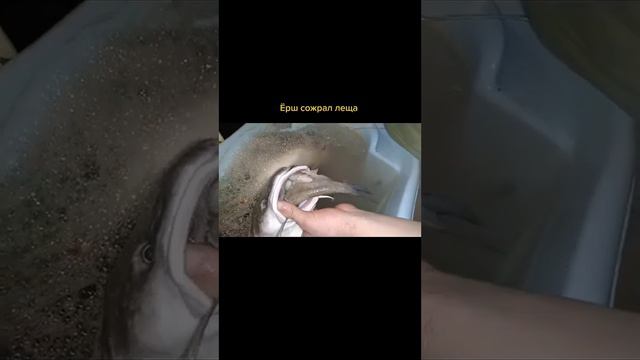 Зимняя рыбалка, Налим сьел большого леща. смотреть онлайн