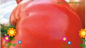 Томат обыкновенный Бугай Розовый. Краткий обзор, описание характеристик, где купить семена