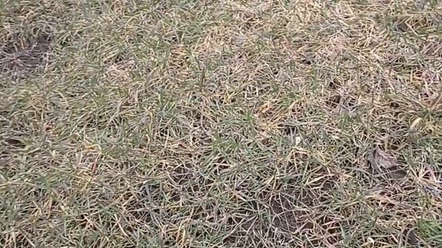 #Смела/На даче первый раз после зимы/ Кошки и собаки/ Обзор участка/Что сделали/март 2023 г/