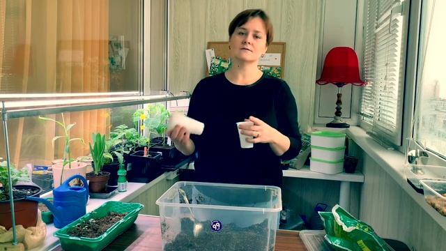 Как правильно пересаживать адениум? смотреть онлайн