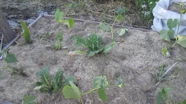 Участок без полива.Июнь.