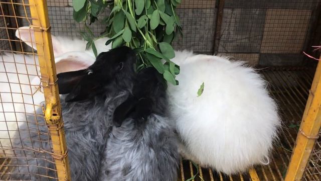 Angora Rabbit - Bunnies Enjoying Feed - Pet Angora Rabbit (2019)