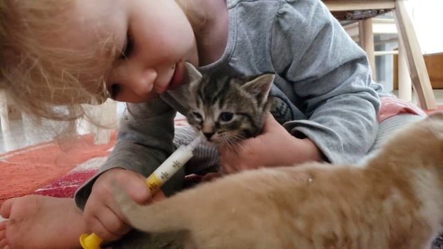 Лиля кормит котят молоком с шприца смотреть онлайн