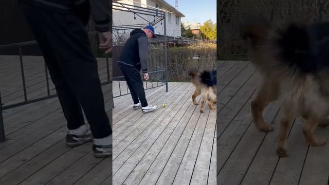 Fetch Machine is a Fail For Impatient Pups || ViralHog смотреть онлайн