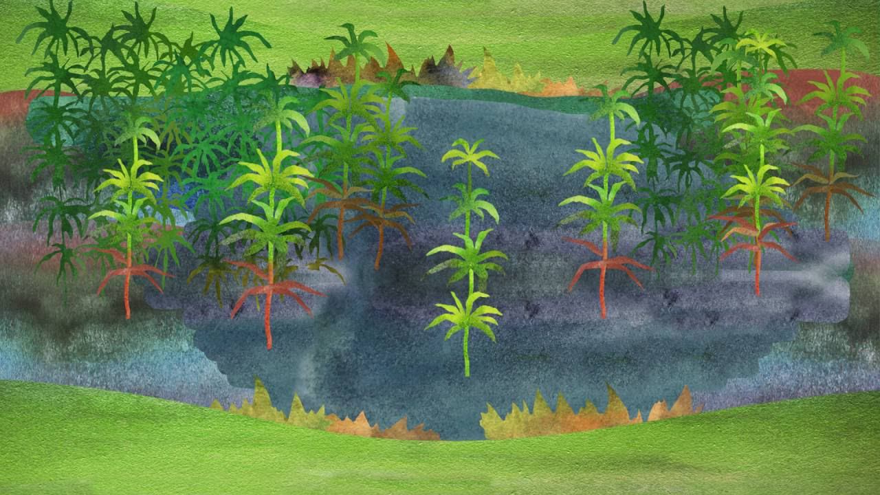 20. Нецветковые растения. Часть 1 смотреть онлайн