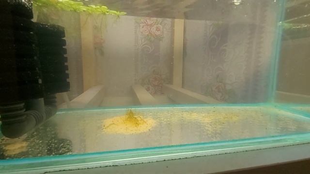 КОРМЛЕНИЕ МАЛЬКОВ ПЕТУШКА И МЕЧЕНОСЦА. АРТЕМИЯ. смотреть онлайн