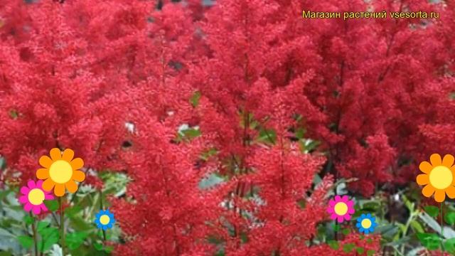 Астильба японская Монтгомери. Краткий обзор, описание характеристик Astilbe Japonica Montgomery