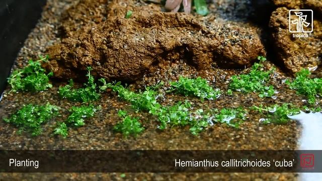 Hemianthus callitrichoides 'Cuba' смотреть онлайн