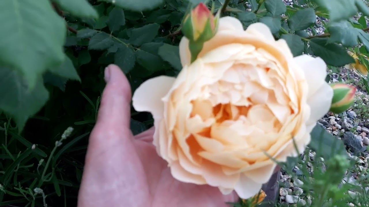 голден селебрейшн и куин ов свиден смотреть онлайн