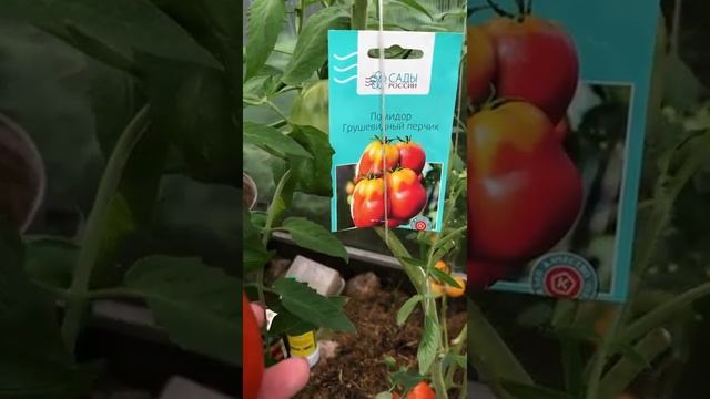 Тестирую 33 сорта помидор. Грушевидный перчик смотреть онлайн