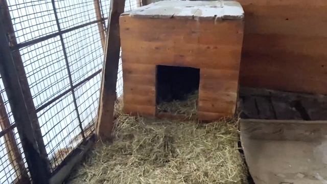 Как подготовить вольер собаки к зиме смотреть онлайн