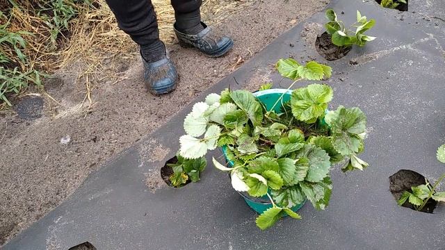 Посадка клубники "Хоней" #рассада_клубники #клубника _Хоней #посадка_клубники смотреть онлайн