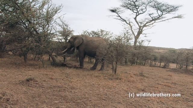 Impressive! Big elephant breaks Marula tree to the ground to eat from its roots смотреть онлайн