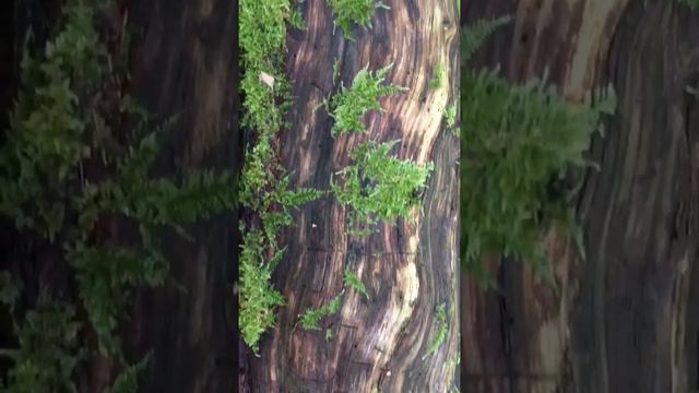 Horsthel Mood - Jeden Abend werfe ich (Erich Mühsam) смотреть онлайн