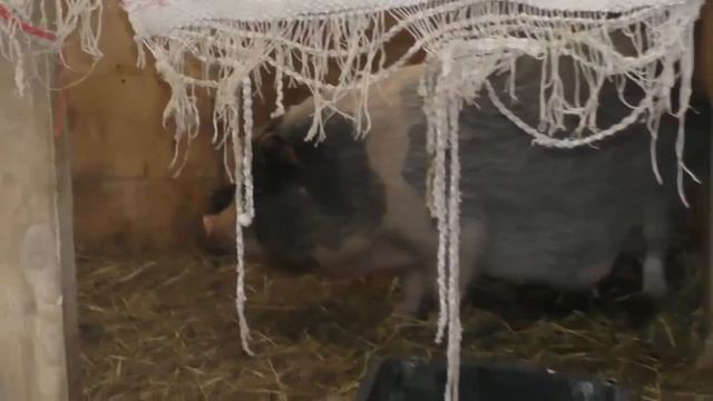 Натуральные фермерские продукты с доставкой на дом. Как Шуня дверь разодрала смотреть онлайн