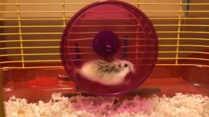 ПОЧЕМУ ХОМЯК НЕ БЕГАЕТ В КОЛЕСЕ / КАК ПРИУЧИТЬ ХОМЯКА К КОЛЕСУ / ХОМЯЧОК / хома/ Alisa Easy Pets