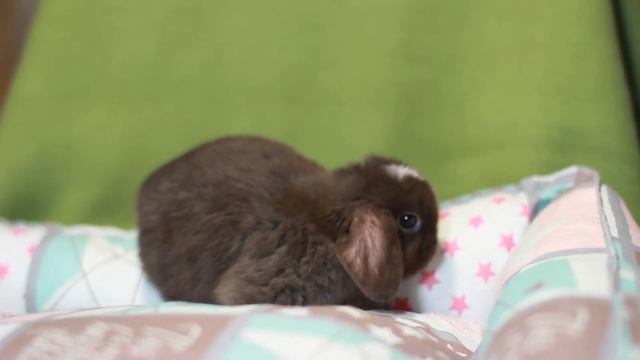 ДВ Хани, миниатюрный вислоухий карликовый кролик, шоколадный голландский смотреть онлайн