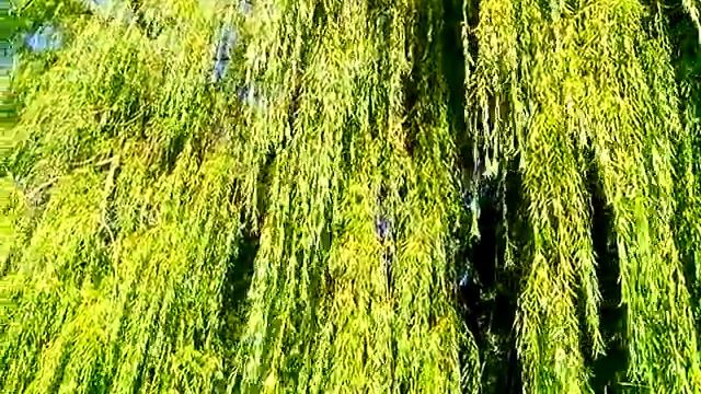 ПЛАКУЧАЯ ИВА смотреть онлайн