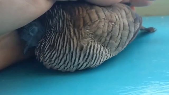 Голубь,который любит ласку