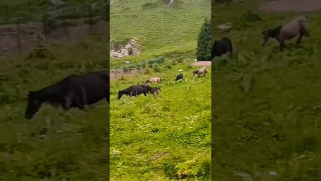 Маленький жеребёнок и табун Лошадей в горах смотреть онлайн