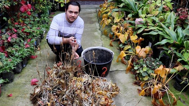 Hostas - entra en reposo y pierden las hojas смотреть онлайн