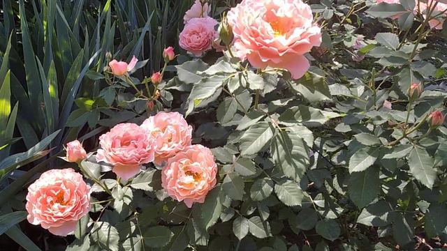 Sonnenwelt смотреть онлайн