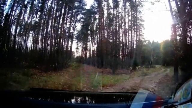 Лес в Уфинье за Чекулином, Смоленск. Ищем Грибы рядовки. смотреть онлайн