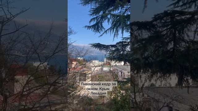 Ливанский кедр за окном. Крым, Левадия, villa7 #крым #russia #кедр #crimea смотреть онлайн
