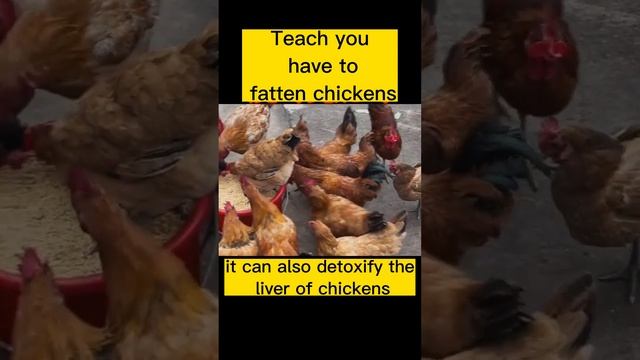 Teach You How to Fatten the Chickens смотреть онлайн