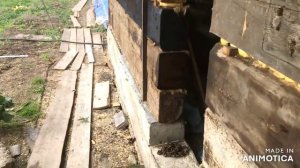 спасибо СКБ !!!(свиньи как бизнес) Стройка сарая