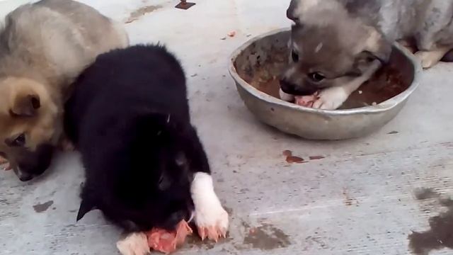 Щенки волкособы 42 дня от роду смотреть онлайн