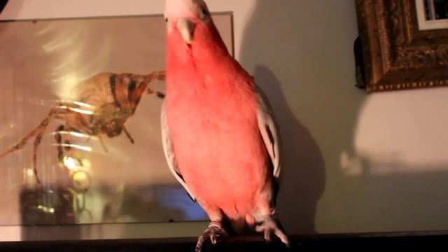 Parrot Dances Gangnam Style (Bird from 11.22.63) смотреть онлайн