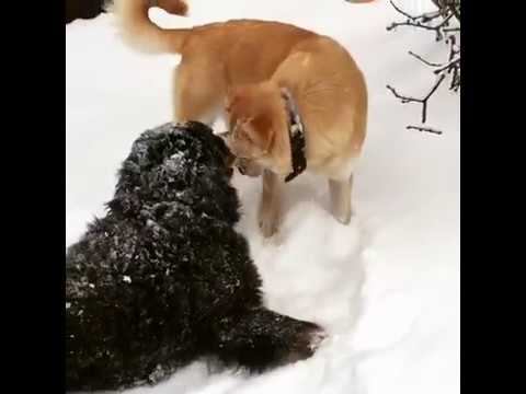 Тили-тили тесто, жених и невеста!