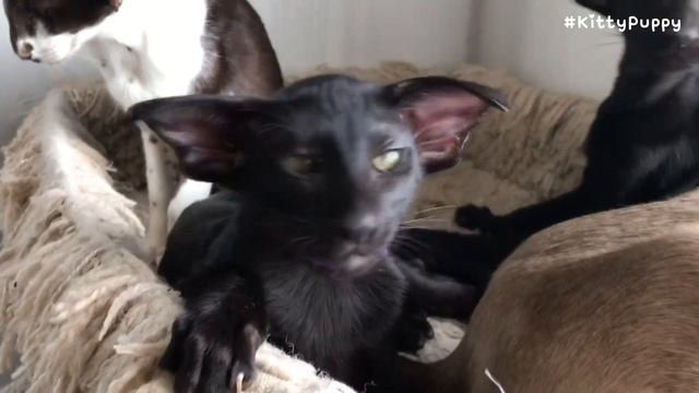 Cute Oriental Shorthair Cat Meow