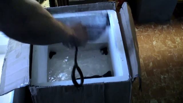 Cichla ocellaris / monoculus 13 "(33 cm) TRANSPORT at new home [www.cichlidportal.sk] смотреть онлайн