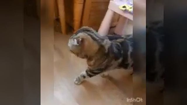 Песня, Камелии-мур-лямур(хочу набрать много подпищиков) смотреть онлайн