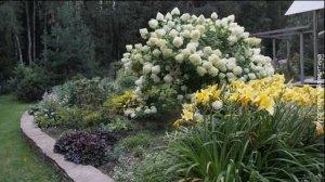 ❀ Многолетние травянистые растения, которые стоит посадить рядом с гортензиями