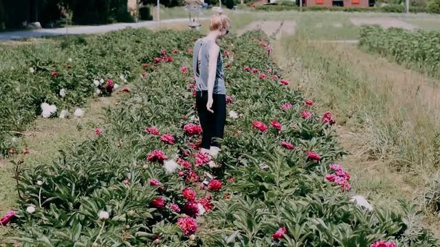 Peony Field in Switzerland смотреть онлайн