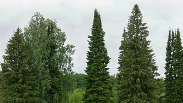 Пихта сибирская (Abies sibirica Ledeb.) смотреть онлайн