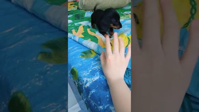 щенок таксы 1месяц.Наш вечер с Джеси. смотреть онлайн