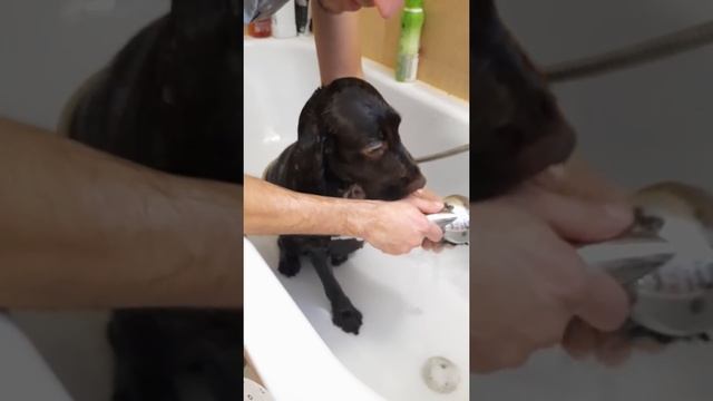 Мойка собаки дома в ванной ?? ? #собака #животные #приколы #спаниель #груминг #dog #dogs #animals смотреть онлайн