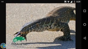 ТОП 5 Варанов