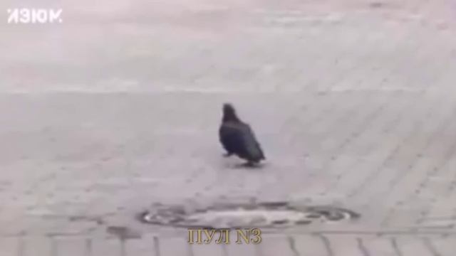 Русский след на пиджаке Байдена смотреть онлайн