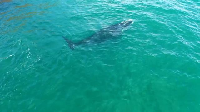 Дельфины и Киты в Океане Снятие Стресса Мгновенно Расслабление Хороший Сон