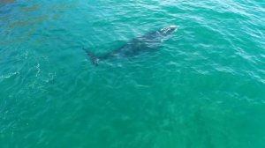 Дельфины и Киты в Океане Снятие Стресса Мгновенно Расслабление Хороший Сон