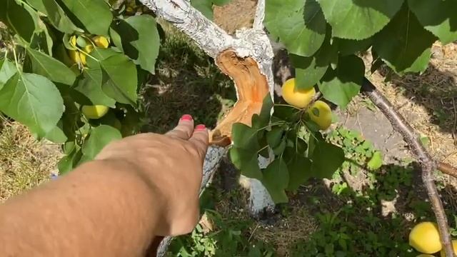 Ломаются ветки абрикос? Ошибки при формировке чашей? смотреть онлайн