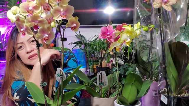 My New No ID Phalaenopsis Orchids Collection Haul from Trader Joe's смотреть онлайн