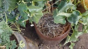 Трихозант. Экзотика